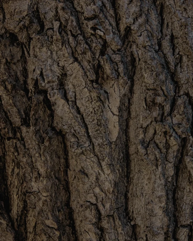 Nature regulates. Even when we do nothing.In Ice & Yoga, nature isn’t just the background — it’s the teacher.
⁠
The forest holds the nervous system like no studio ever could.
The water reflects back what’s real.
The ground regulates, quietly.
⁠
This is why we keep returning to places where nature is wild, alive, and untouched.
⁠
Like the mountains of Switzerland.
Like Lithuania.
Where our retreats are rooted in the forest.
Where every plunge, every breath, every silence is held by trees that have stood for centuries.
⁠
A return to where your body knows how to rest.
Ready to experience it?#iceandyoga #coldplunge #sauna #yoga #nature #mindfulness #lithuania #retreat #natureretreat